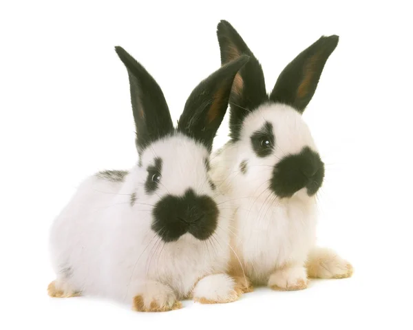 Young Checkered Giant rabbits — Stock Photo, Image