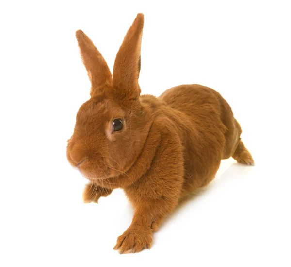 Fauve de Bourgogne rabbit — Stok fotoğraf
