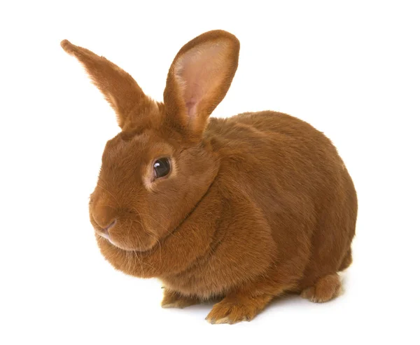 Fauve de Bourgogne rabbit — Stock Photo, Image