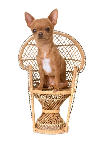 Puppy chihuahua on chair — Stock Photo, Image
