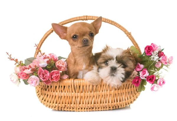 Cachorros shih tzu e chihuahua — Fotografia de Stock