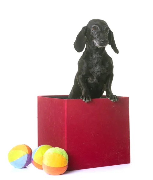 Eski siyah dachshund — Stok fotoğraf