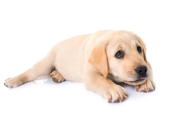 Catelus labrador retriever — Fotografie, imagine de stoc