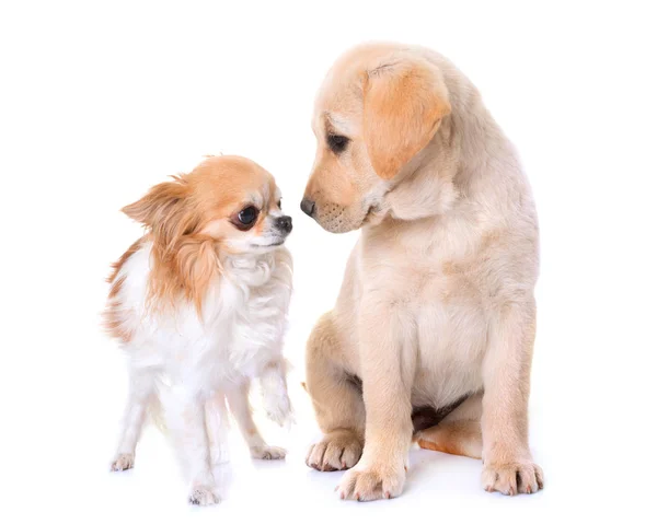 Cachorro labrador retriever y chihuahua — Foto de Stock