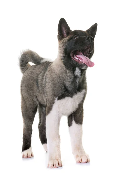 Puppy Amerikaanse akita — Stockfoto