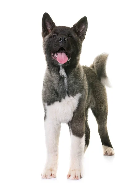 Puppy Amerikaanse akita — Stockfoto