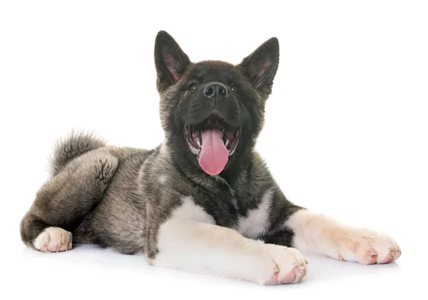 Cucciolo americano akita — Foto Stock