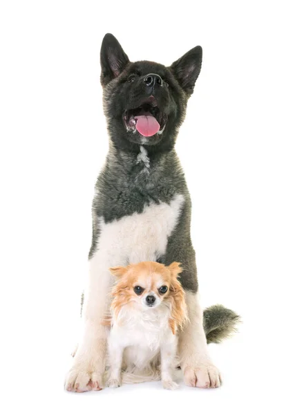 Cachorro americano akita e chihuahua — Fotografia de Stock