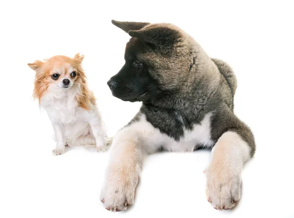 Puppy american akita and chihuahua — Stock Photo, Image