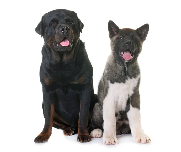 Puppy american akita and rottweiler — Stock Photo, Image