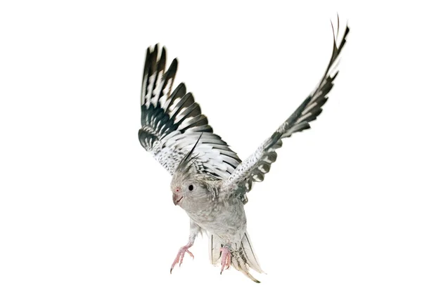 Flying gray cockatiel — Stock Photo, Image