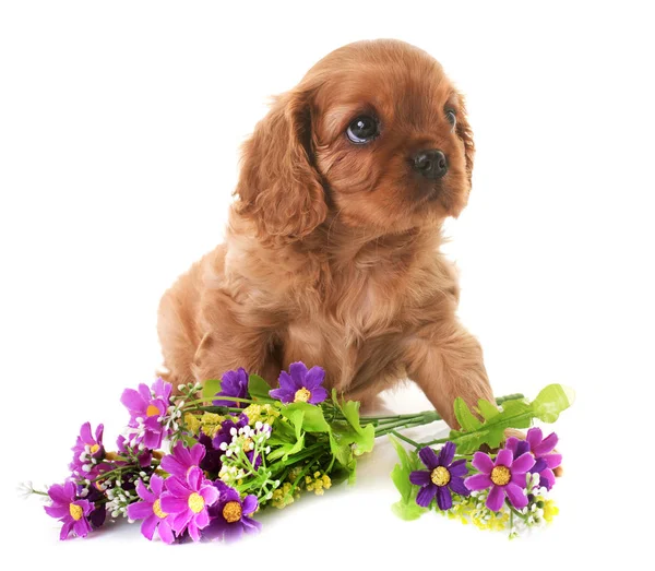 Puppy cavalier king charles — Stock Photo, Image