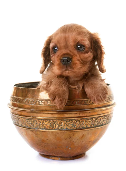 Chiot cavalier roi charles — Photo