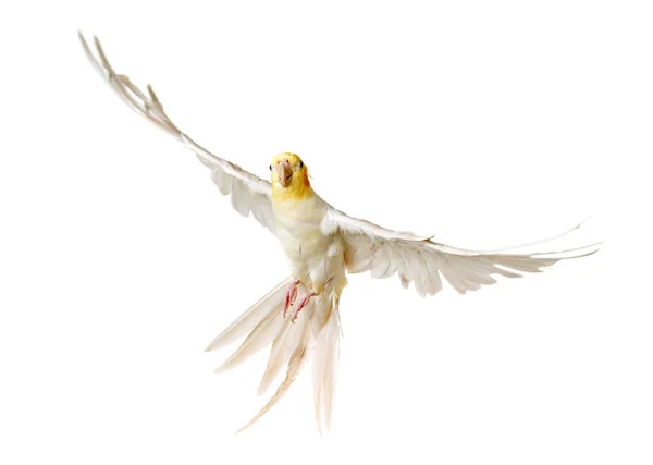 Flying gray cockatiel — Stock Photo, Image