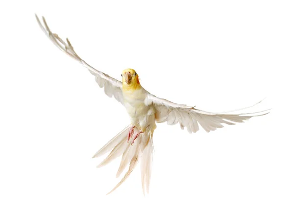 Flying gray cockatiel Stock Picture