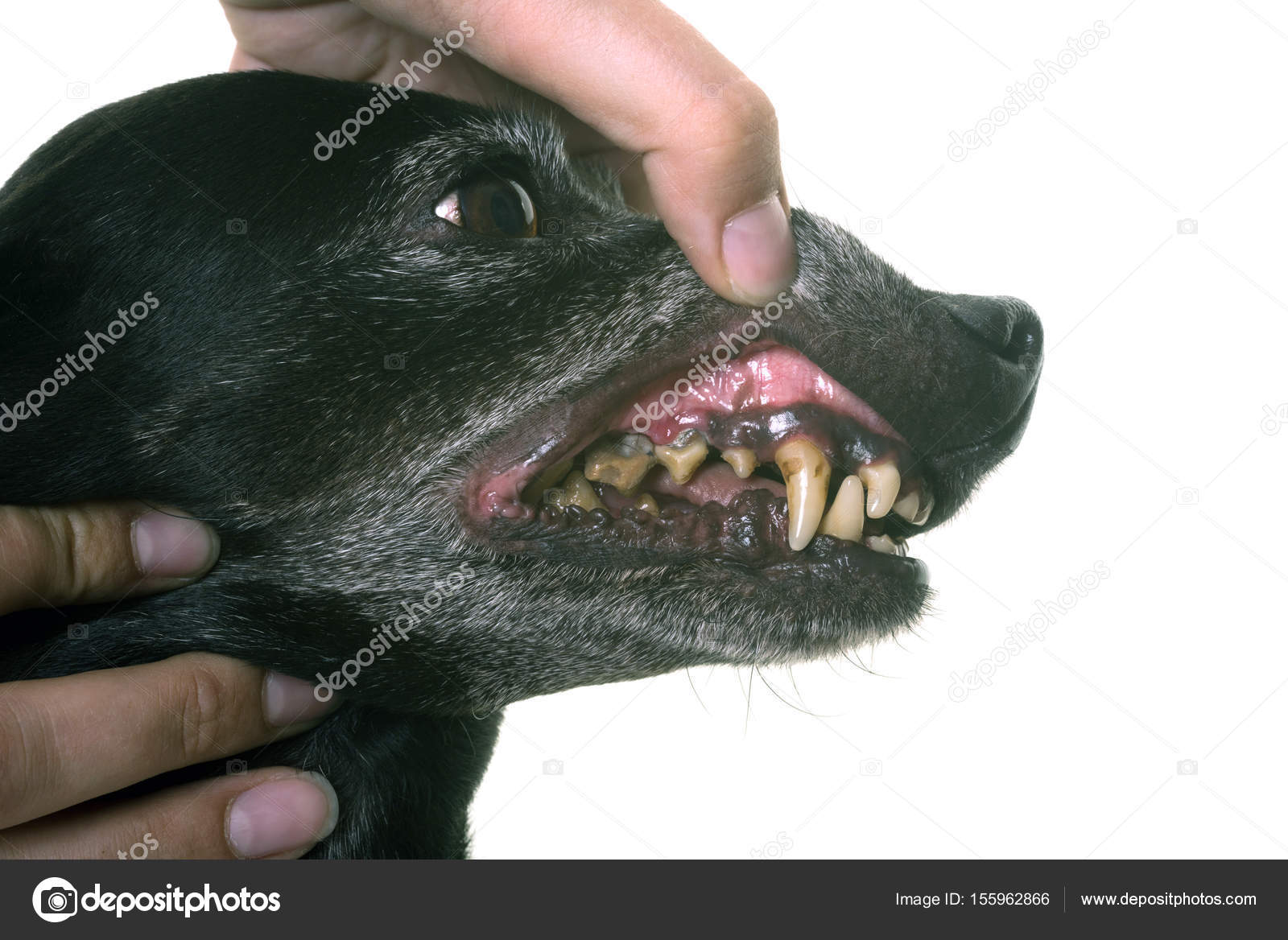 Old Black Dachshund And Teeth Stock Photo By C Cynoclub 155962866