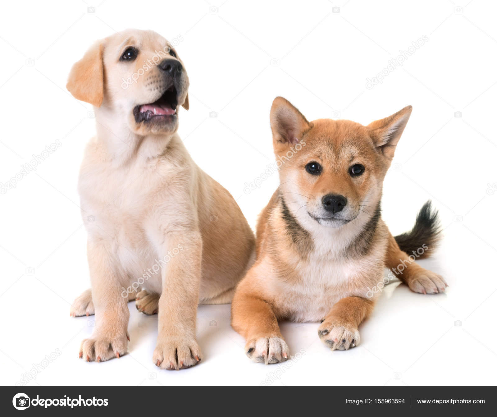 Puppies labrador retriever and shiba inu — Stock Photo ©