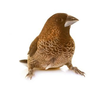 Toplum finch Studio
