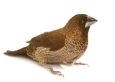 Toplum finch Studio