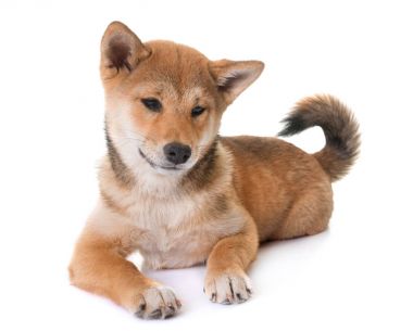 Genç shiba Inu