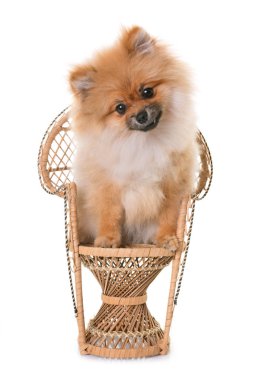 Studio Pomeranian köpek yavrusu