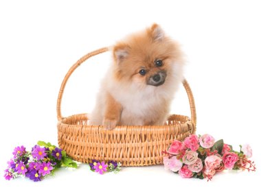 Studio Pomeranian köpek yavrusu
