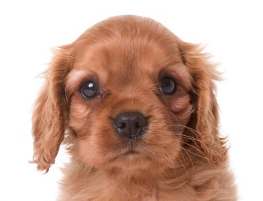 Yavru süvari Kral Charles