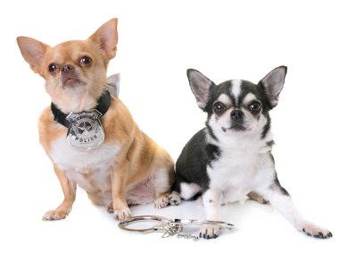 Polis köpeği chihuahuas