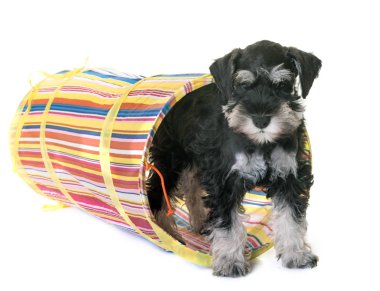 Köpek yavrusu minyatür schnauzer