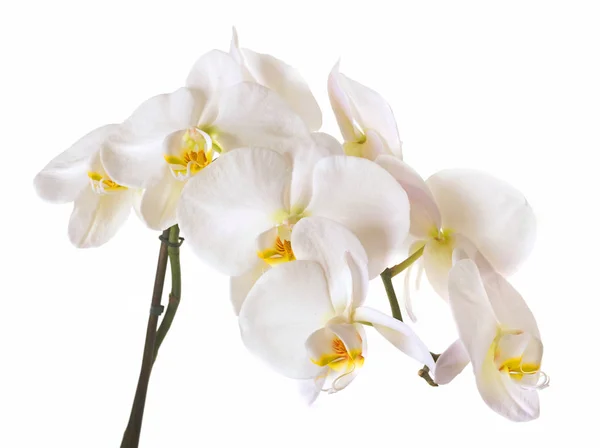 Kvetoucí orchidej phalaenopsis — Stock fotografie