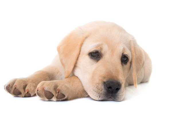 Puppy Labrador retriever — Stockfoto