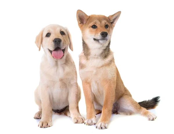 Cachorros labrador retriever y shiba inu —  Fotos de Stock