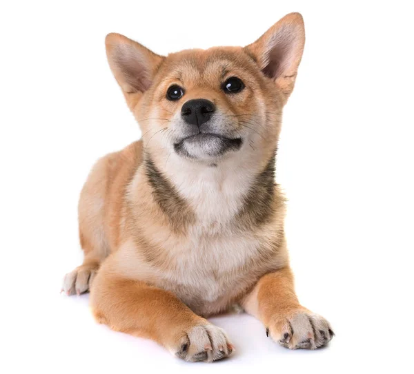 Giovane shiba inu — Foto Stock