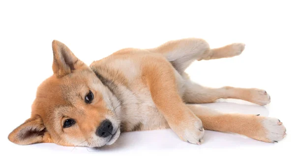 Joven shiba inu — Foto de Stock