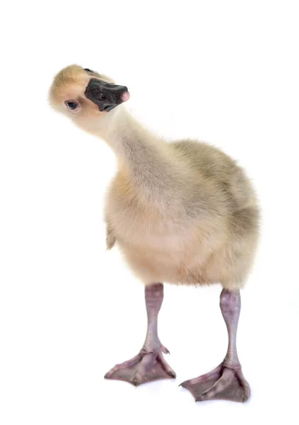 Gosling in studio — Stockfoto