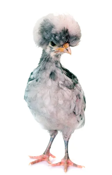 Молодая польская курица — стоковое фото