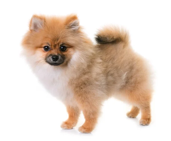 Studio Pomeranian köpek yavrusu — Stok fotoğraf