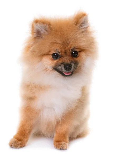 Studio Pomeranian köpek yavrusu — Stok fotoğraf