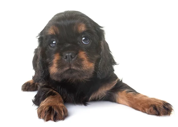 Puppy cavalier koning Charles — Stockfoto