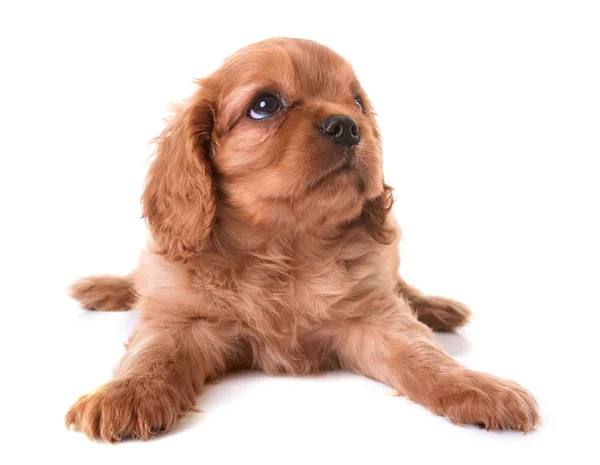 Puppy cavalier king charles — Stock Photo, Image