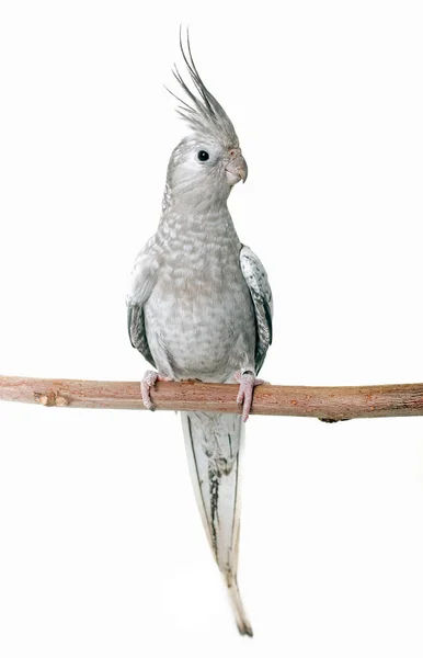 Kvinnliga grå nymfparakit — Stockfoto