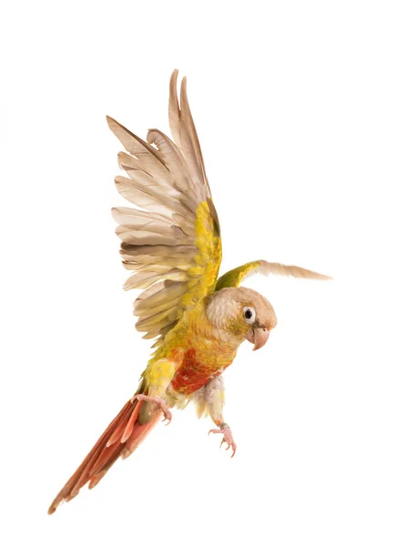 Flying Green-cheeked parakeet — Stock Photo, Image