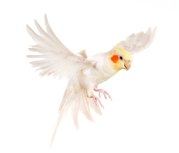 Flying gray cockatiel — Stock Photo, Image
