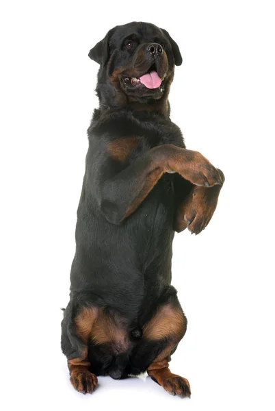 Rottweiler em pé — Fotografia de Stock