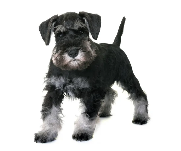 Schnauzer miniatura de cachorro —  Fotos de Stock