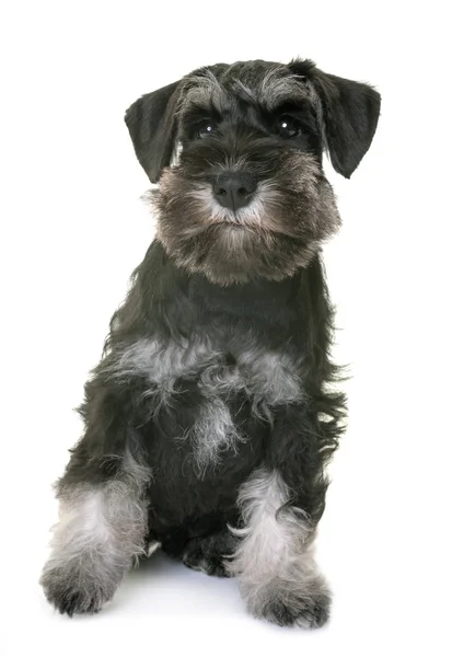 Filhote de cachorro schnauzer miniatura — Fotografia de Stock