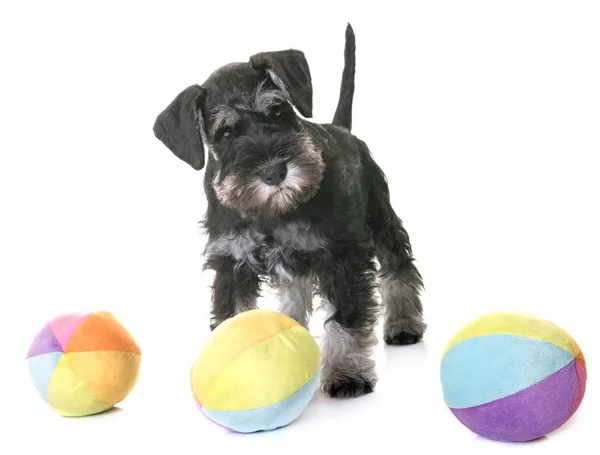 Schnauzer miniature chiot — Photo