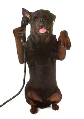 Rottweiler ve telefon