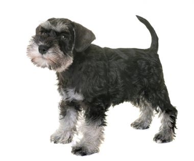 Köpek yavrusu minyatür schnauzer