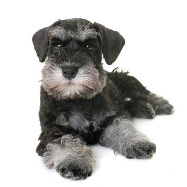 Köpek yavrusu minyatür schnauzer